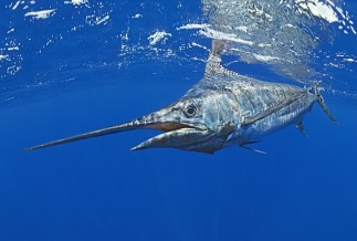 Blue Marlin