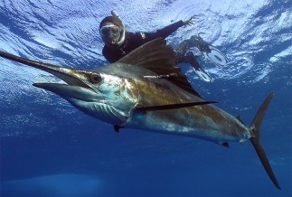 Sailfish Encounter tour Cancun