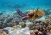 Sea Turtles in Akumal Bay